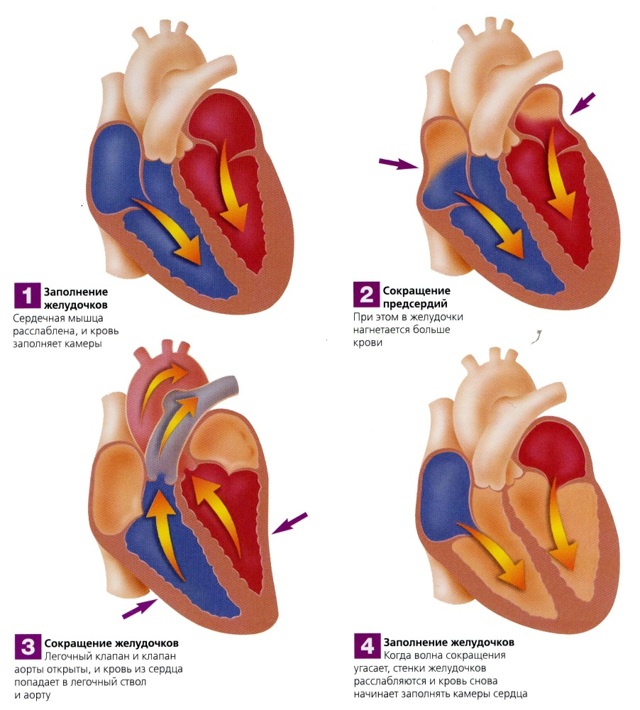 Серцевий цикл, його фази (таблиця): з чого складається діяльність серця