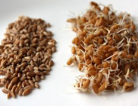 Пророщена пшениця: користь і шкода для організму, правила вживання