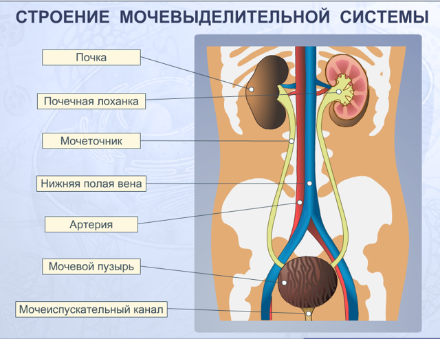 Інфекції сечостатевої системи у чоловіків: лікування захворювання і види інфекцій