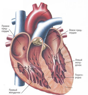 Серцева недостатність: симптоми і лікування, діагностика