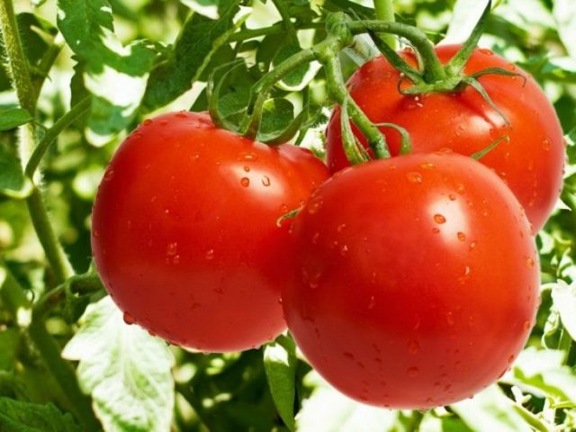 Корисні властивості томатів, хімічний склад і харчова цінність, шкода і протипоказання.