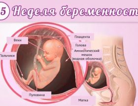15 тиждень вагітності: зовнішній вигляд і параметри плода, перші ворушіння і відчуття мами