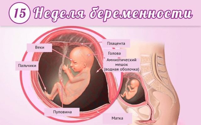15 тиждень вагітності: зовнішній вигляд і параметри плода, перші ворушіння і відчуття мами