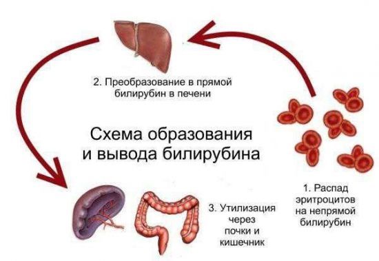 Підвищений білірубін в крові: причини і лікування