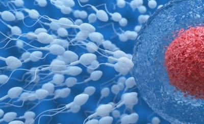 Скільки живуть сперматозоїди в жіночому організмі?