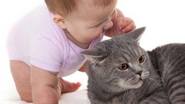 Алергія на домашніх тварин: симптоми у дорослих, дітей і немовлят, лікування