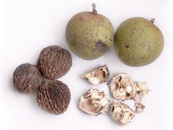 Користь чорного горіха, хімічний склад плодів і листя, використання в медицині, можливу шкоду від настоянки