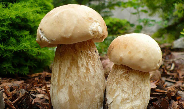 Білий гриб: користь і шкода, фото і опису білого гриба