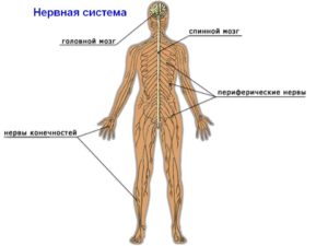 нервова система людини