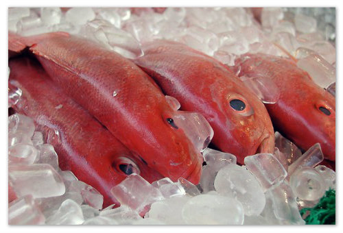 З якої риби починати прикорм, як приготувати рибу для прикорму, як вводити рибу