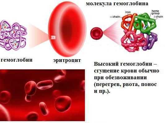 Підвищений гемоглобін у чоловіків: про що це говорить і що робити. Причини підвищення. Як проявляється. Скарги, діагностика, лікування, дієта.