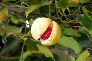 Корисні властивості мускатного горіха: склад, харчова цінність, шкода і протипоказання до вживання