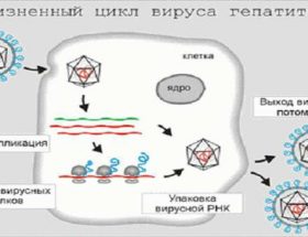 На що вказує сильне підвищення антитіл при аналізі крові ІФА?