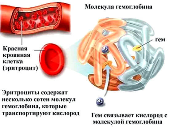 Підвищений гемоглобін у жінок: причини, симптоми, методи лікування і дієта при підвищеному гемоглобіні у жінок.