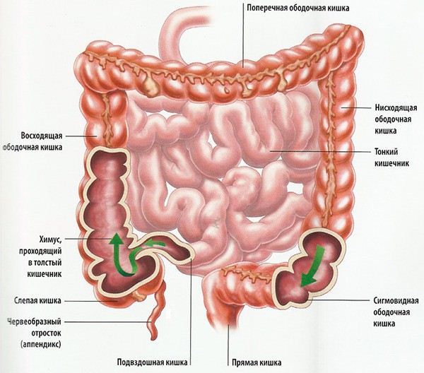 Болі в кишечнику: провокуючі фактори і класифікація, методи обстеження та лікування, правила харчування