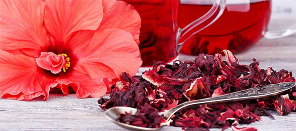 Шкідливі і корисні властивості Гибискуса, його хімічний склад і спосіб приготування чаю з китайської троянди. 