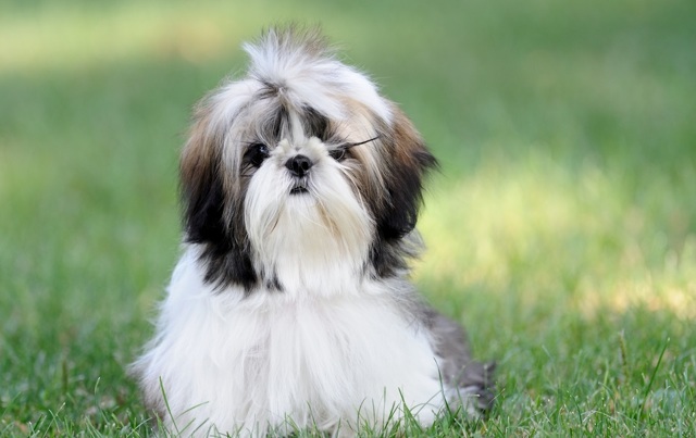 Гіпоалергенні породи собак з фотографіями і назвами