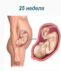 25 тиждень вагітності: розвиток плода, зріст і вагу, самопочуттям майбутньої мами