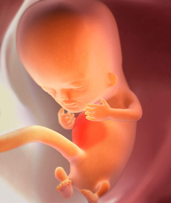 10 тиждень вагітності: що відбувається, фото живота, розвиток плода, відчуття, болю