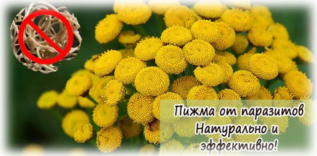 Народні засоби від глистів: як приймати полин, квіти пижма, папороті, насіння гарбуза від глистів