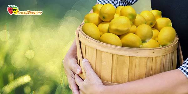 Користь і шкода лимона, його хімічний склад і застосування в якості лікарського засобу.