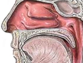 Склерома верхніх дихальних шляхів - носа і гортані, діагностика і симптоми
