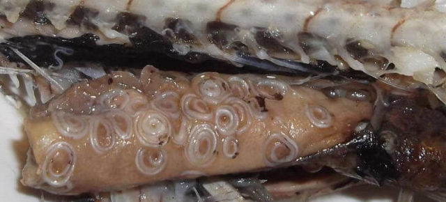 Глисти у рибі: чи можна їсти рибу і як не заразитися рибними глистами?
