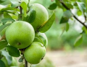 Яблука при грудному вигодовуванні: як правильно готувати печені зелені фрукти