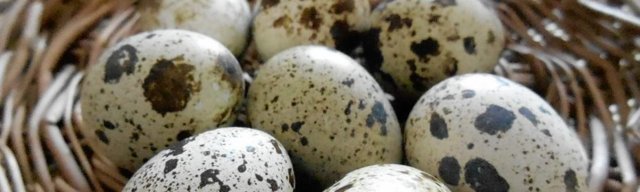 Перепелині яйця - харчова цінність продукту, шкода і користь перепелиних яєць, порівняння з курячими.