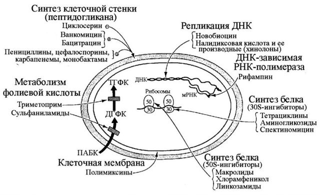 Який антибіотик кращий при кишкової інфекції дорослому