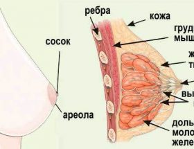 Ознаки молочниці на сосках, причини, як лікувати кандидоз сосків