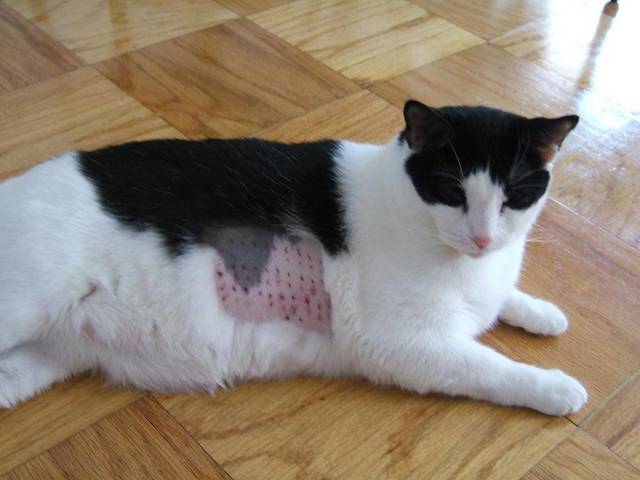 Алергія у кішок: симптоми і лікування в домашніх умовах