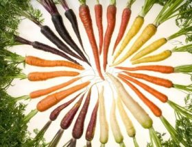 Користь і шкода моркви для організму людини, норми споживання, як правильно вибрати і зберігати продукт