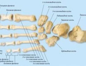 Перелом пальця на нозі: провокуючі фактори, характерні ознаки, перша допомога і тактика лікування