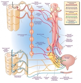 Дисфункції сечового міхура за гіпертонічним і гіпотонічним типом: симптоми і лікування