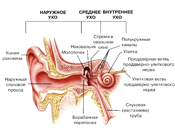 Акустична травма вуха, слухового нерва: симптоми і лікування в домашніх умовах