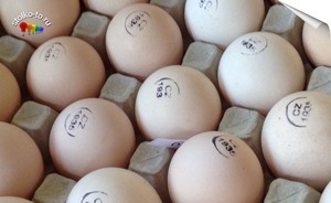 Як часто можна їсти яйця, скільки курячих яєць в день можна їсти