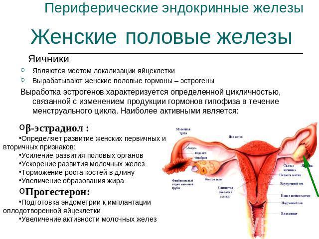 Аналіз на гормони у жінок: як і коли здавати аналіз на ФСГ, ЛГ пролактин, естрогени
