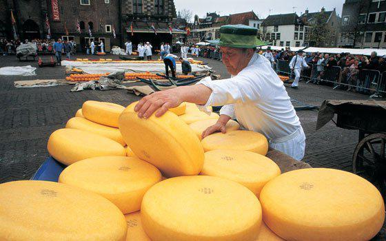 Голландський сир: користь і шкода, харчова цінність, протипоказання, склад
