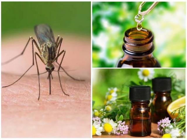 Ефірні масла від комарів: кошти для дітей, натуральні репеленти від комарів
