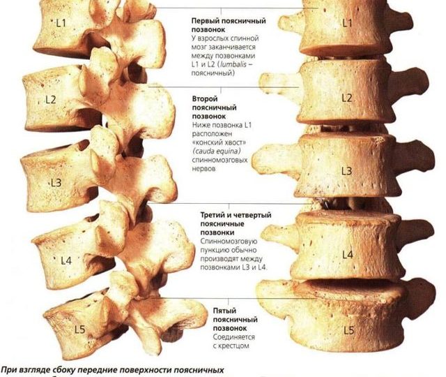 Сакралізація хребта: анатомічні особливості, механізм розвитку, способи лікування і можливі наслідки