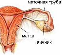 Обстеження при порушенні функції яєчників у жінок: аналізи, УЗД, діагностичне вишкрібання матки 