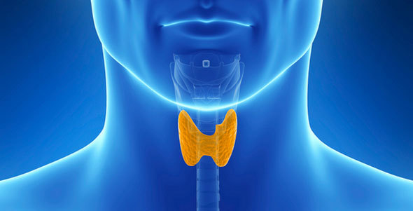 УЗД щитовидної залози - показання, норми, розшифровка УЗД щитовидки, підготовка до УЗД