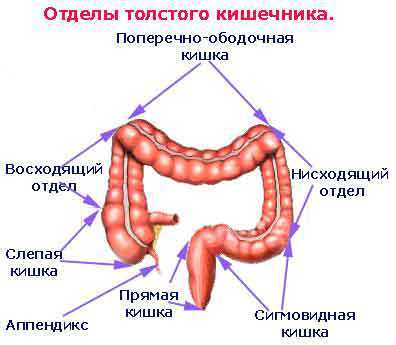 Інфекційний коліт: симптоми, лікування інфекційного коліту кишечника
