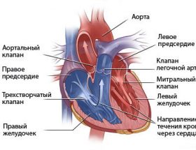 Вроджені вади серця і причини їх виникнення, систематизація