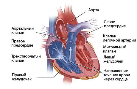 Вроджені вади серця і причини їх виникнення, систематизація