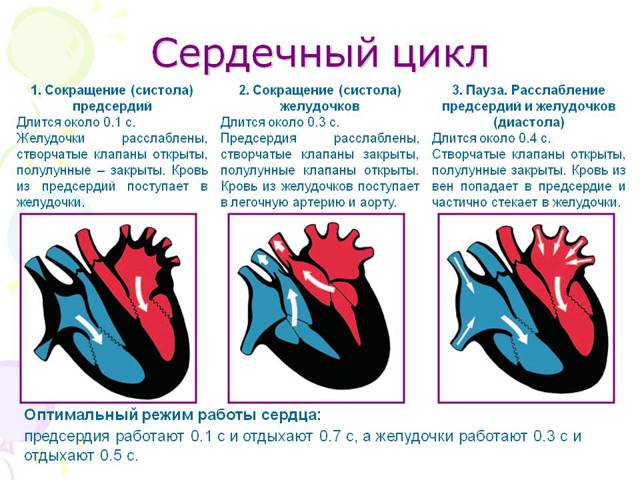 Серцевий цикл, його фази (таблиця): з чого складається діяльність серця