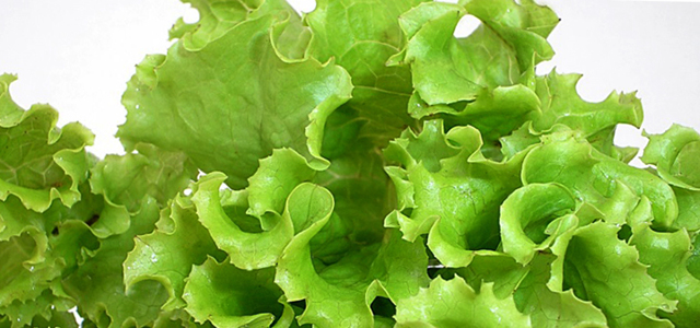 Шкода і користь латуку, склад салату, сфери його застосування.