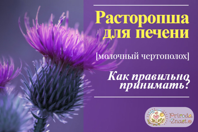 Розторопша: лікувальні властивості і протипоказання, застосування розторопші для печінки