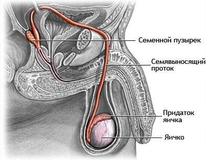 Орхит: симптоми і лікування запалення яєчка у чоловіків